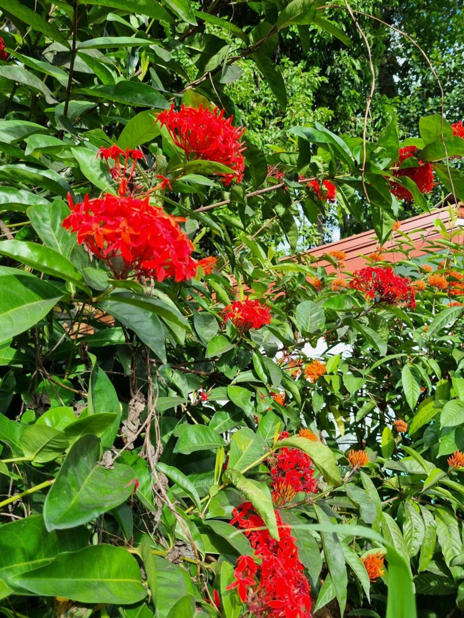 Squirrel'S Nest Kandy Exterior foto